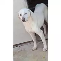 Foto dell\'animale Comune di Mercogliano - 380260044050799