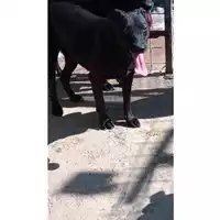 Foto dell\'animale Comune di Volla - 380260043500578