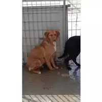 Foto dell\'animale Comune di Lauro - 380260044436640