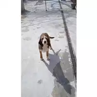 Foto dell\'animale Comune di Lauro - 380260044436899