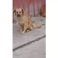 Foto dell\'animale Comune di Lauro - 380260044432874