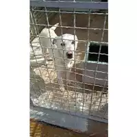 Foto dell\'animale Comune di Avella - 380260044435557
