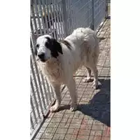 Foto dell\'animale Comune di Montoro - 380260044436144