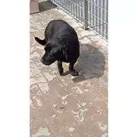 Foto dell\'animale Comune di Montoro - 380260044436102