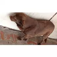 Foto dell\'animale Comune di Montoro - 380260044436338