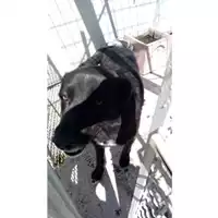 Foto dell\'animale Comune di Montoro - 380260044436476