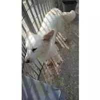 Foto dell\'animale Comune di Lauro - 380260044432843