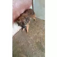 Foto dell\'animale Comune di Lauro - 380260044432262