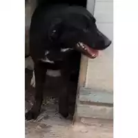 Foto dell\'animale Comune di Lauro - 380260044436195