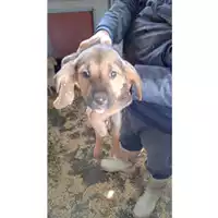 Foto dell\'animale Comune di Lauro - 380260044436867