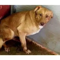 Foto dell\'animale Comune di Lauro - 380260044436629