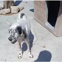 Foto dell\'animale Comune di Sant'Anastasia - 380260170022278