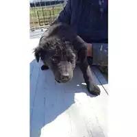 Foto dell\'animale Comune di Avella - 380260044436832