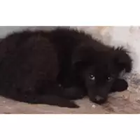 Foto dell\'animale Comune di Avella - 380260044436719