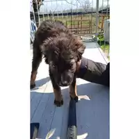 Foto dell\'animale Comune di Avella - 380260044436682