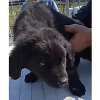 Foto dell\'animale Comune di Avella - 380260044443061