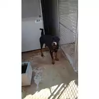 Foto dell\'animale Comune di Volla - 380260170027121