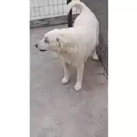 Foto dell\'animale Comune di Chianche - 380260044442379