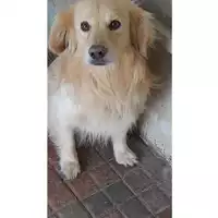 Foto dell\'animale Comune di Avella - 380260044478583