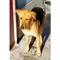 Foto dell\'animale Comune di Lauro - 380260044436592