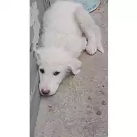 Foto dell\'animale Comune di Lauro - 380260044436042