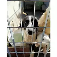 Foto dell\'animale Comune di Montoro - 380260044436282
