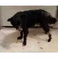 Foto dell\'animale Comune di Sperone - 380260044440678
