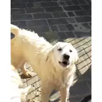 Foto dell\'animale Comune di Lauro - 380260044479835