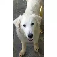 Foto dell\'animale Comune di Lauro - 380260044479497