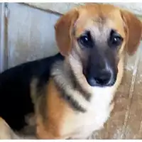 Foto dell\'animale Comune di Lauro - 380260044478751