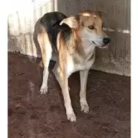 Foto dell\'animale Comune di Lauro - 380260044442700