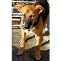 Foto dell\'animale Comune di Lauro - 380260044479983