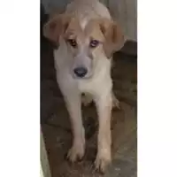 Foto dell\'animale Comune di Lauro - 380260044442339