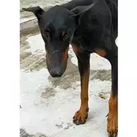 Foto dell\'animale Comune di Liveri - 380260044864115