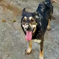 Foto dell\'animale Comune di Sant'Anastasia - 380260170027142