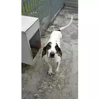 Foto dell\'animale Comune di Lauro - 380260044443272