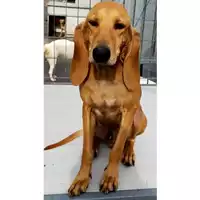 Foto dell\'animale Comune di Lauro - 380260044442843