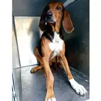 Foto dell\'animale Comune di Lauro - 380260044443032