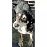 Foto dell\'animale Comune di Volla - 380260044859683