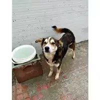 Foto dell\'animale Comune di Baiano - 380260044443799
