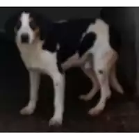 Foto dell\'animale Comune di Lauro - 380260044443058