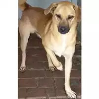 Foto dell\'animale Comune di Lauro - 380260044443656