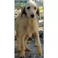 Foto dell\'animale Comune di Lauro - 380260044443105