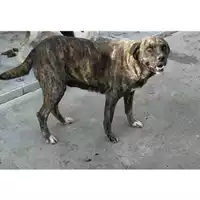 Foto dell\'animale Comune di Avella - 380260044961073