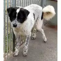 Foto dell\'animale Comune di Avella - 380260044973325