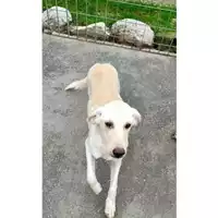 Foto dell\'animale Comune di Avella - 380260044960674