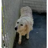 Foto dell\'animale Comune di Avella - 380260043808155