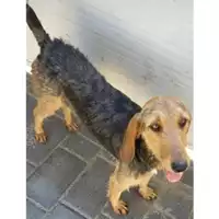Foto dell\'animale Comune di Baiano - 380260044443684