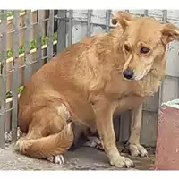 Foto dell\'animale Comune di Bagnoli Irpino - 380260044432046