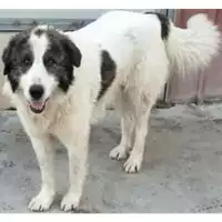 Foto dell\'animale Comune di Lauro - 380260044977721